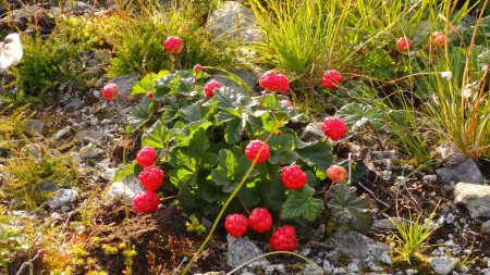 Moltebaer, bijna rijp